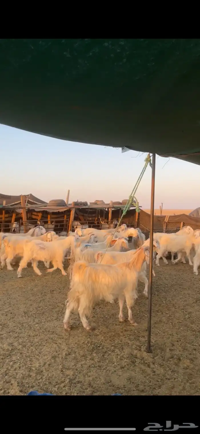 معزا مصريات مراح بفحولها 7