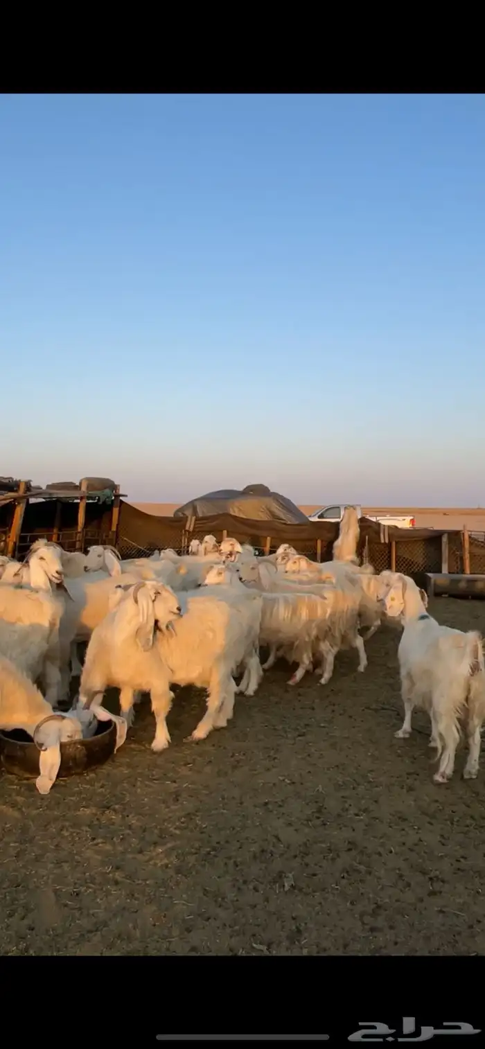 معزا مصريات مراح بفحولها 24