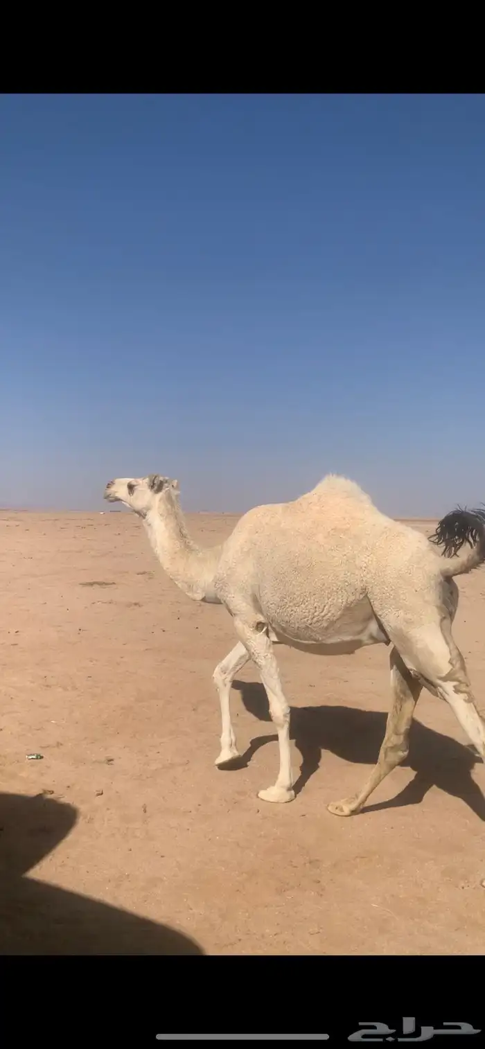 لبيع بكره وضحاء ملاقي قريب ولدتها سنها ثنيه 6