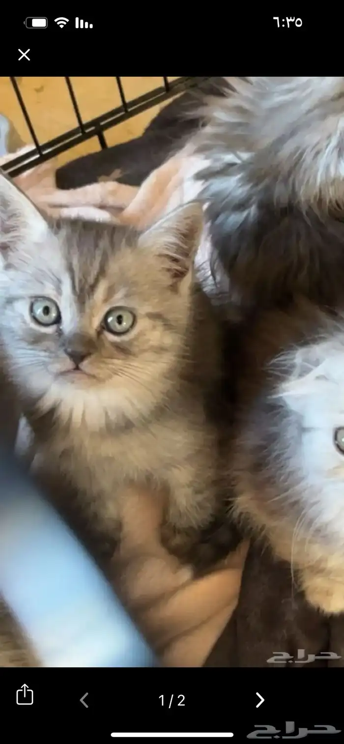 قط سكوتش ستريت للبيع 3