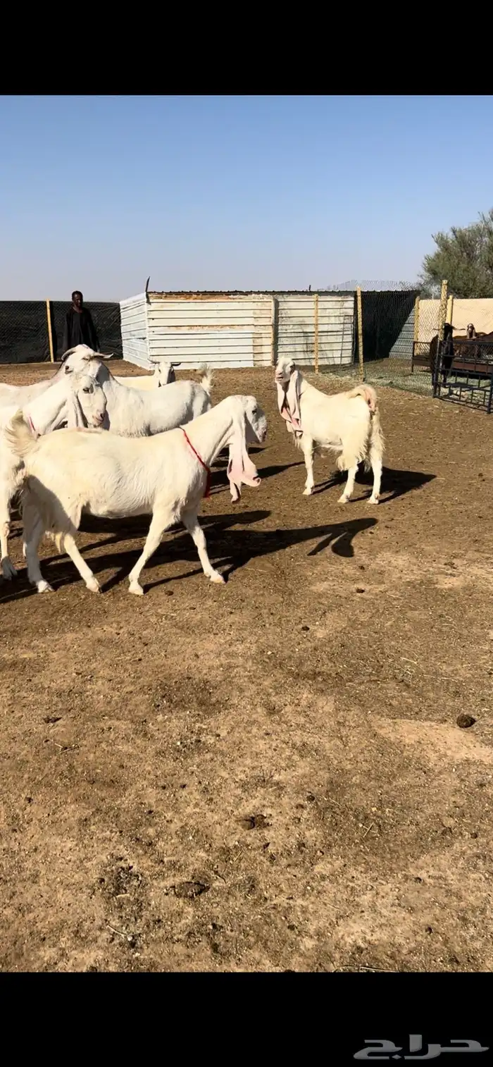 للبيع معزاء مراح خصم 1