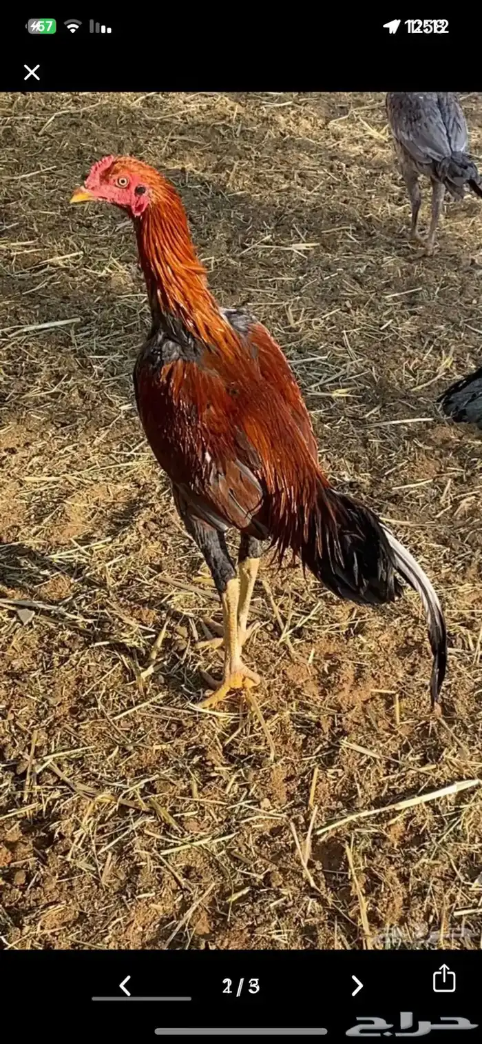 ديك باكستاني سندي سلالة غبشان 1