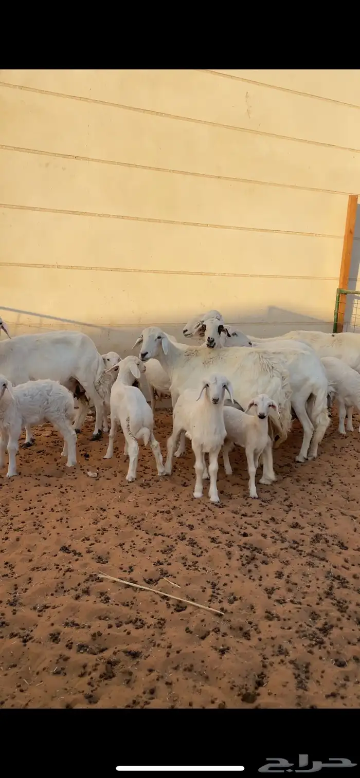 حريات متابيع 0