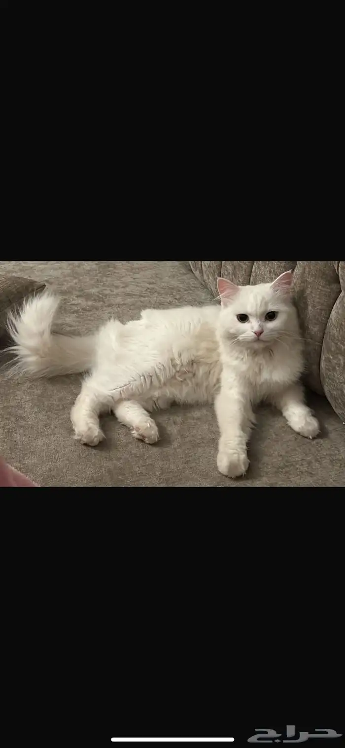 قطه مفقوده 0