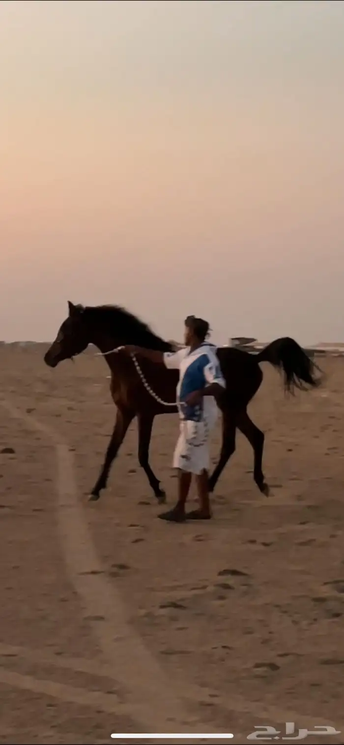 للبيع مهره. شعبيه فاخره 0