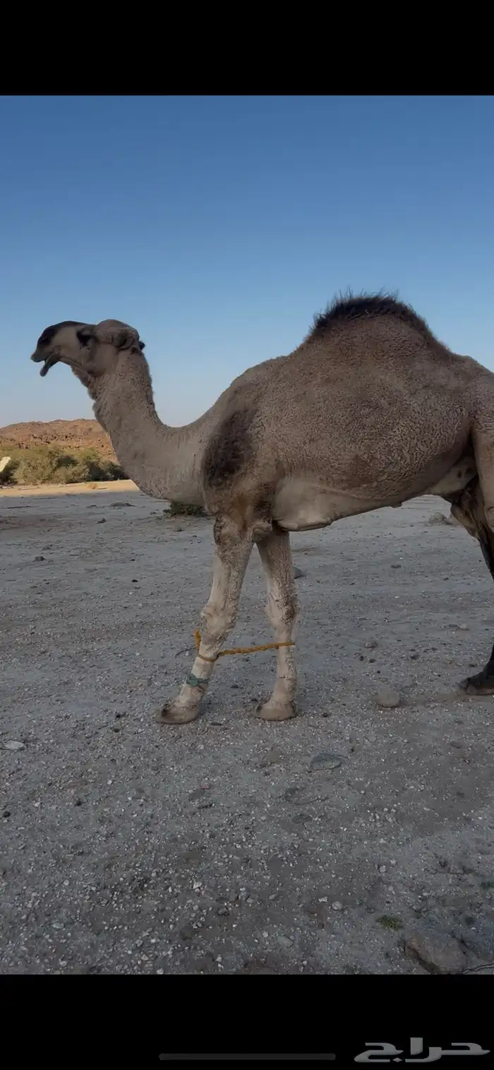 بعير ثني كفوو وطيب 0