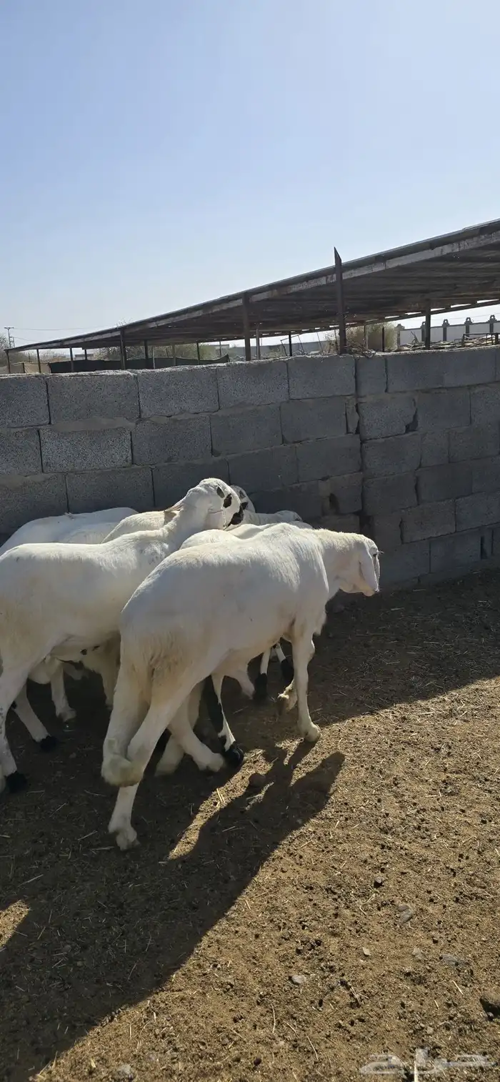 سواكن مرابي فل 0