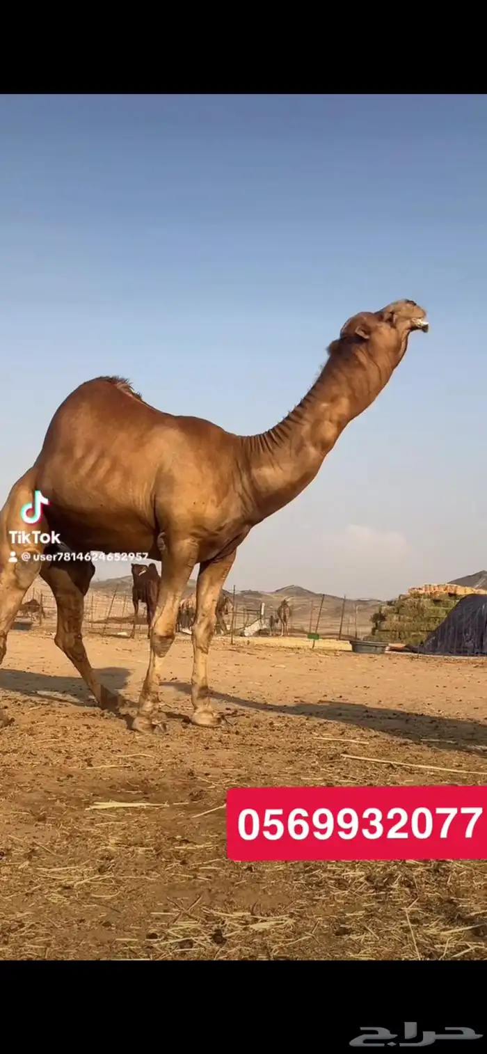 بعير جمل ساحلي 3