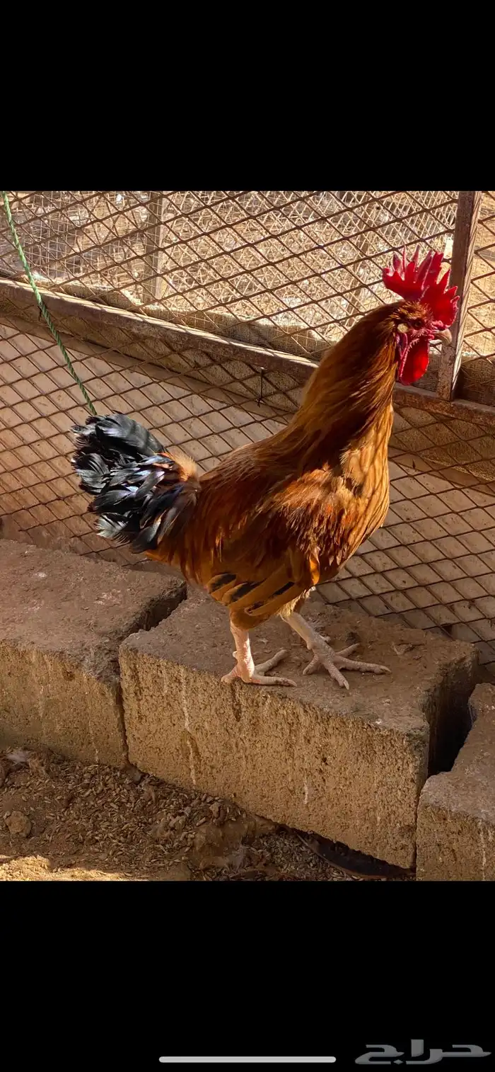 ديك ودجاجه 3