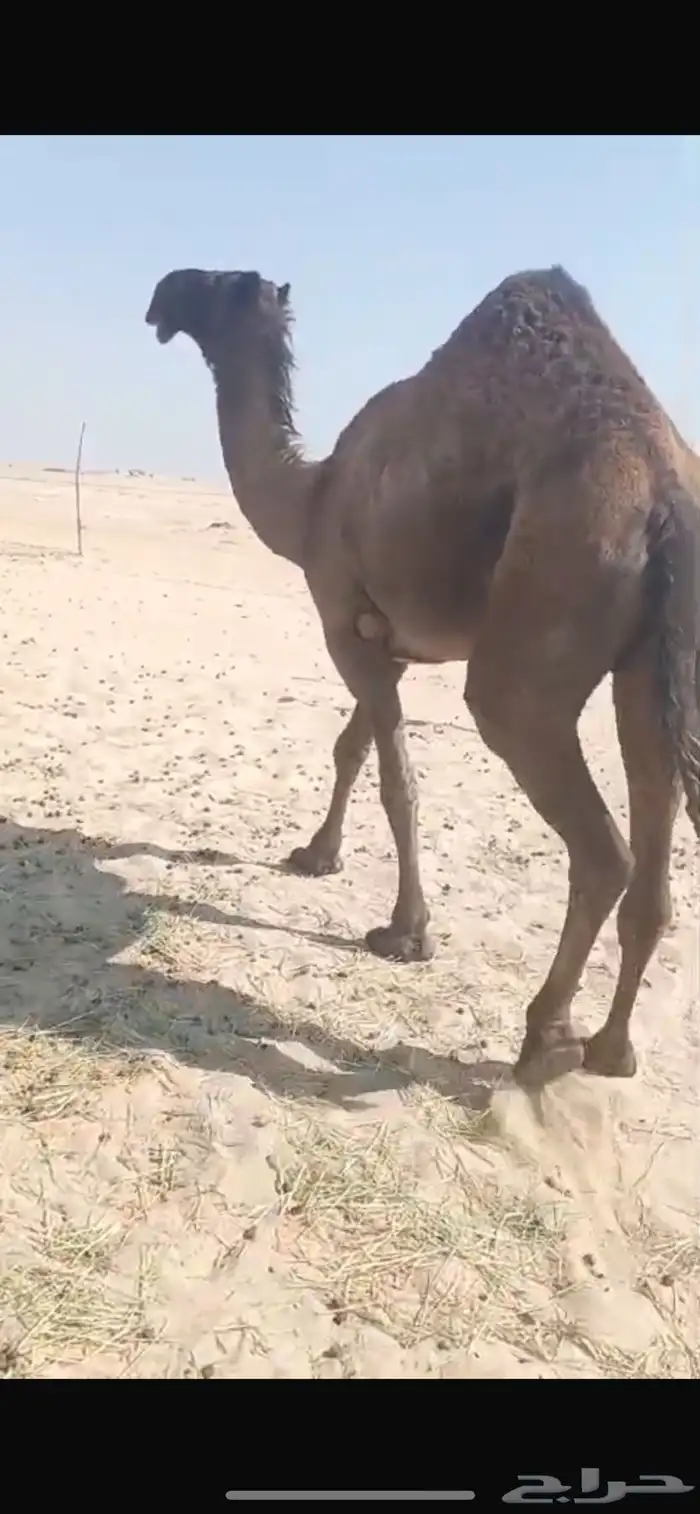 ناقه صفراء عبدانيه حايل للبيع 1