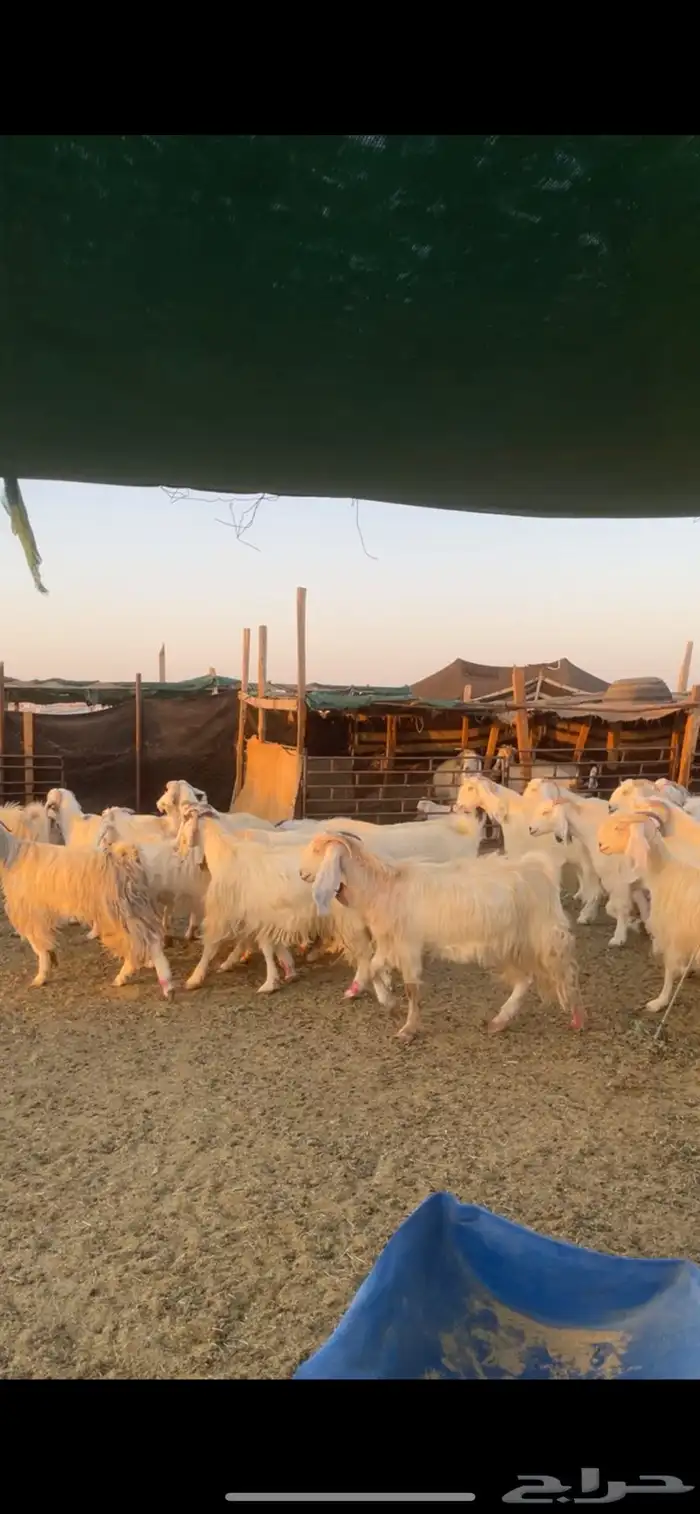 معزا مصريات مراح بفحولها 11