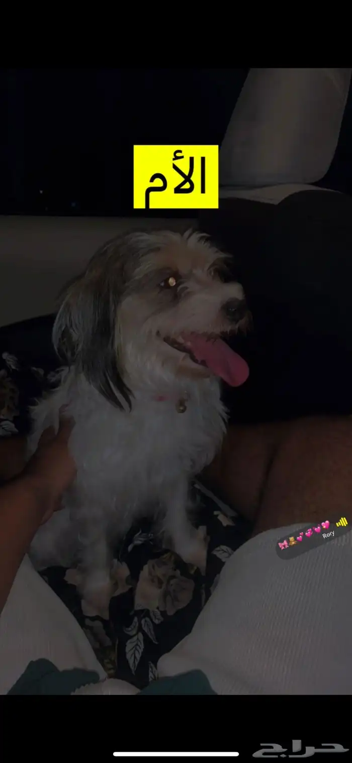 جرو مالتيز مكس41 يوم 4