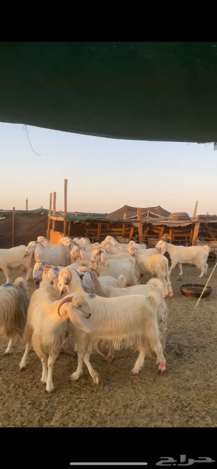 معزا مصريات مراح بفحولها 9