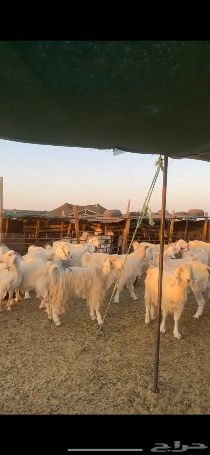 معزا مصريات مراح بفحولها 19