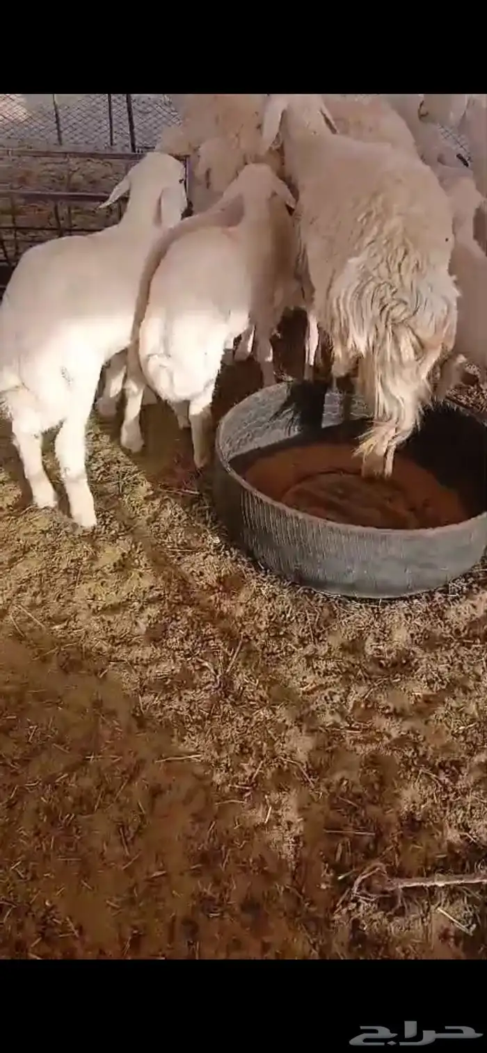 غنم صنف مراح واحد 8