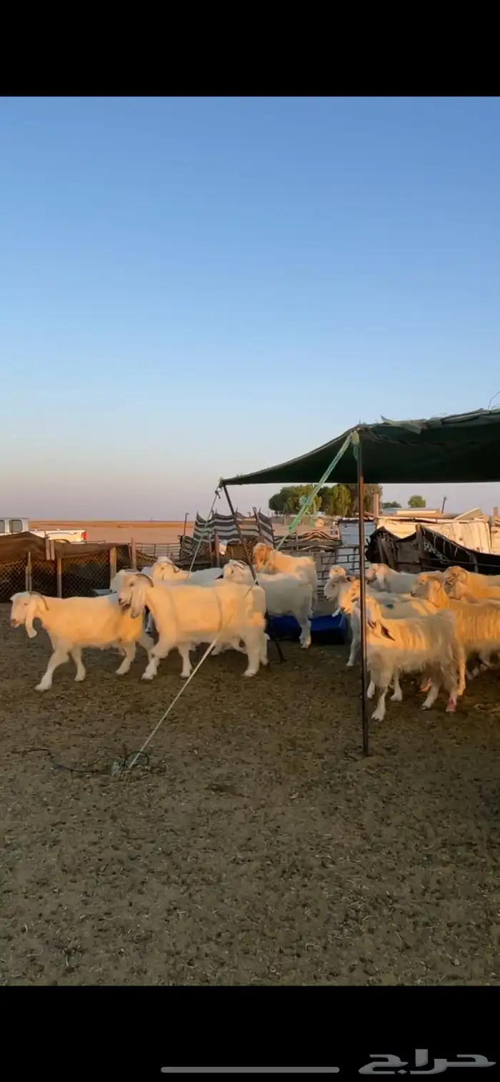 معزا مصريات مراح بفحولها 29