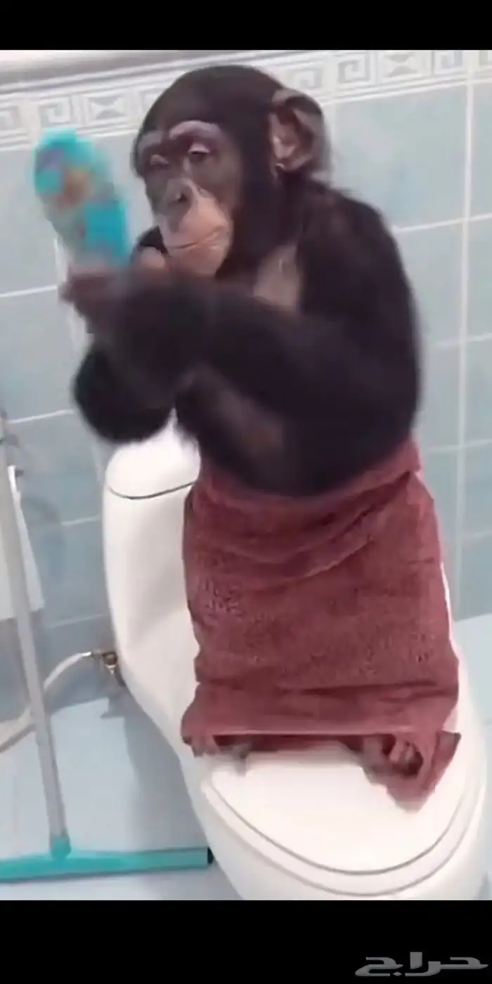 قرد دلوع للبيع 1