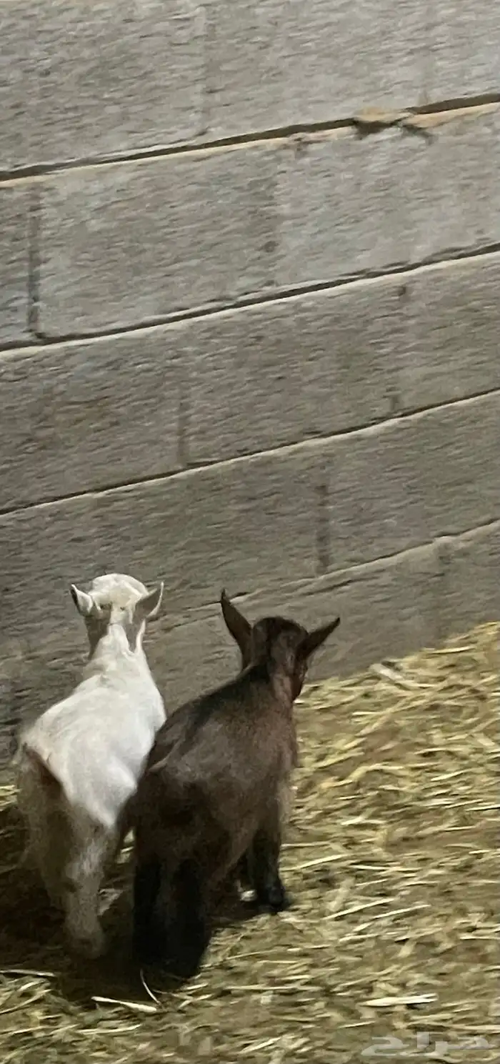 تيوس قزميات صغار 2