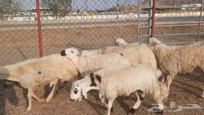 خرفان شبيه الحري 2