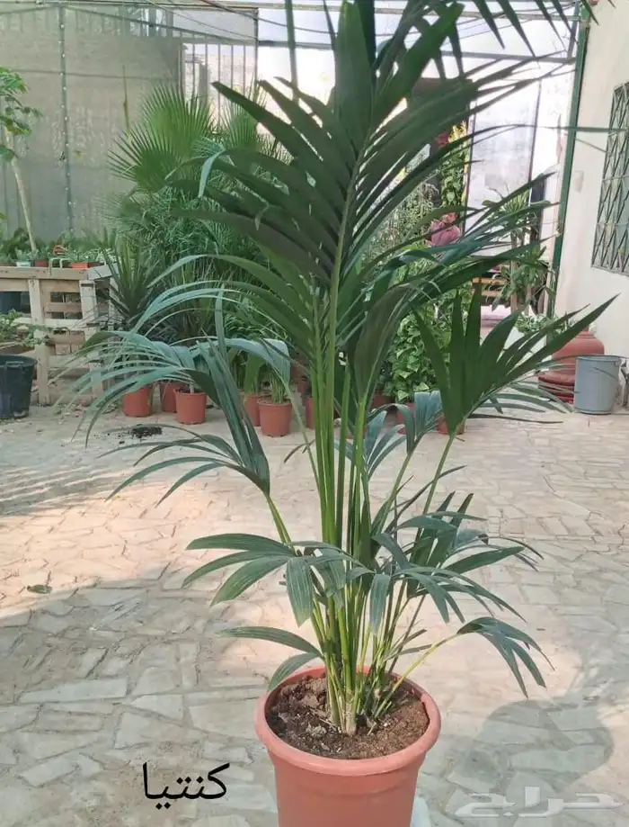 مؤسسة زهرة الخليج الزراعية -نجران -دحضة 7