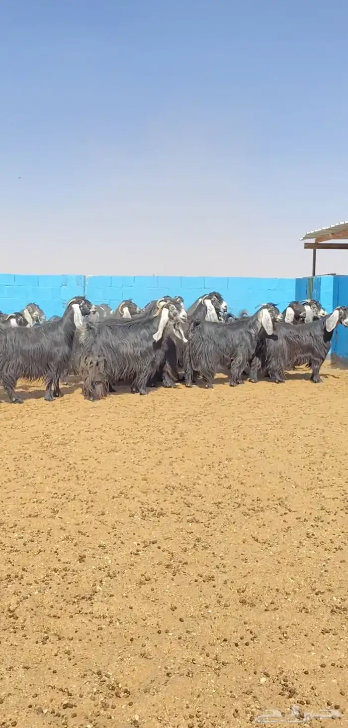 معزا عوارض صنف 0