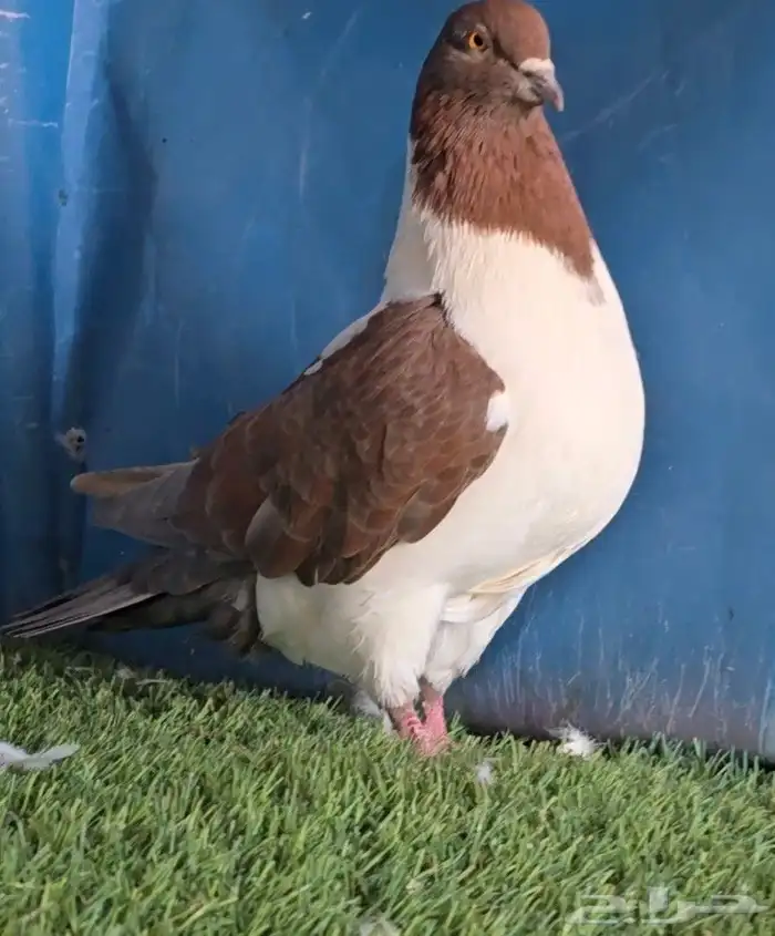 جوز سيكي شامي 1