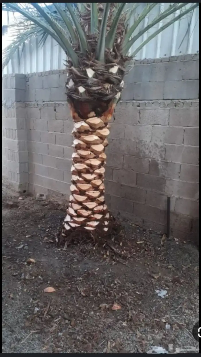 تركيب وتشذيب أشجار النخيل والعناية بها 1