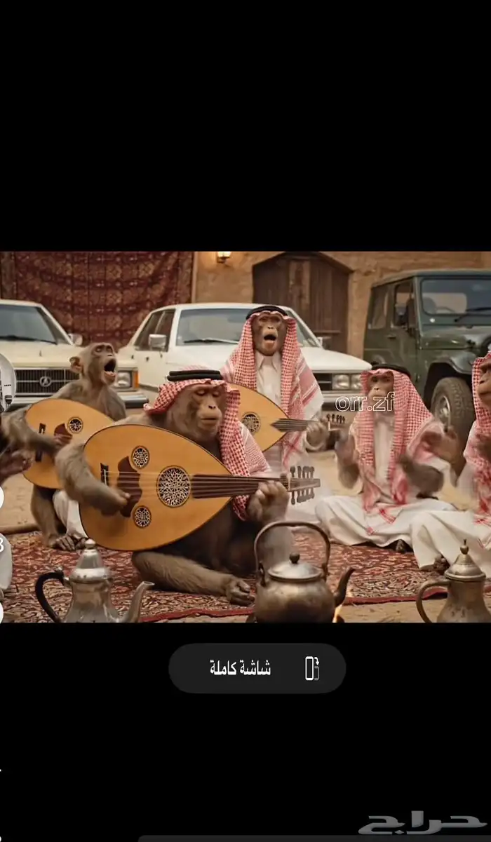 قرد دلوع للبيع 0