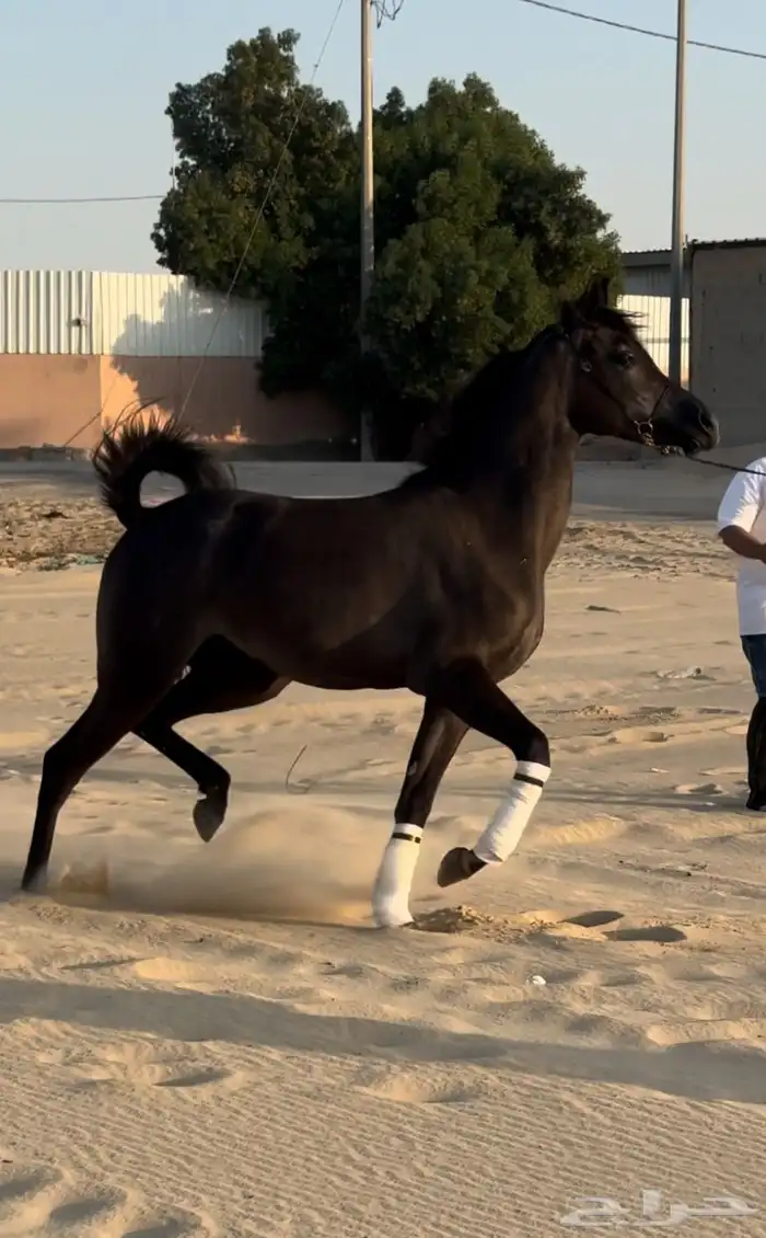 مهره واهو جمال للبيع 1