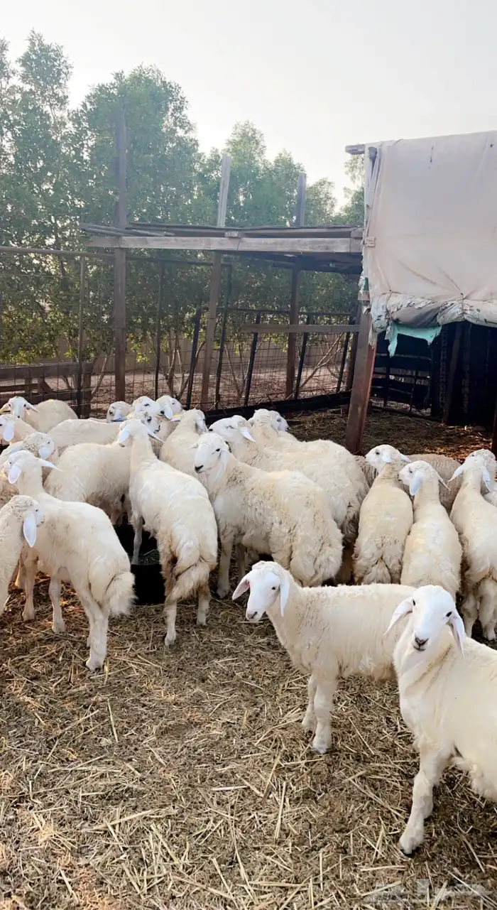 للبيع خرفان ضيوف وثلاجه حسب الطلب شمال جده مع توصيل 2