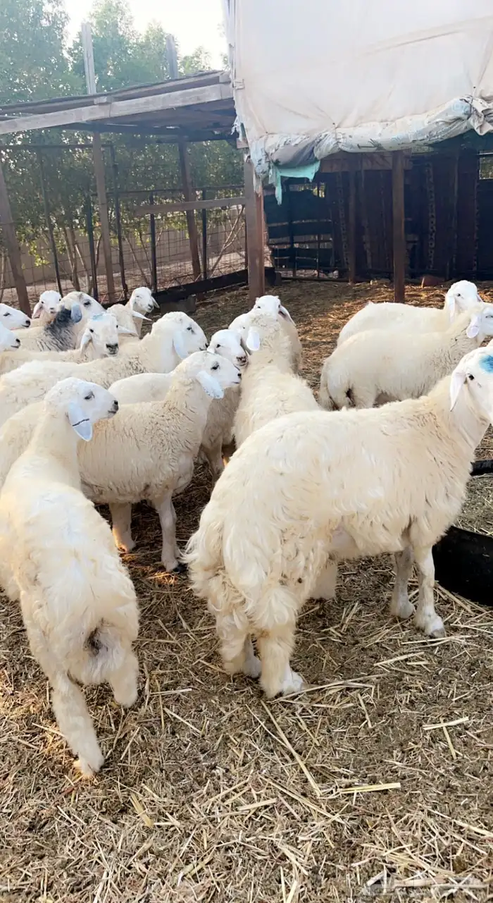 للبيع خرفان ضيوف وثلاجه حسب الطلب شمال جده مع توصيل 0