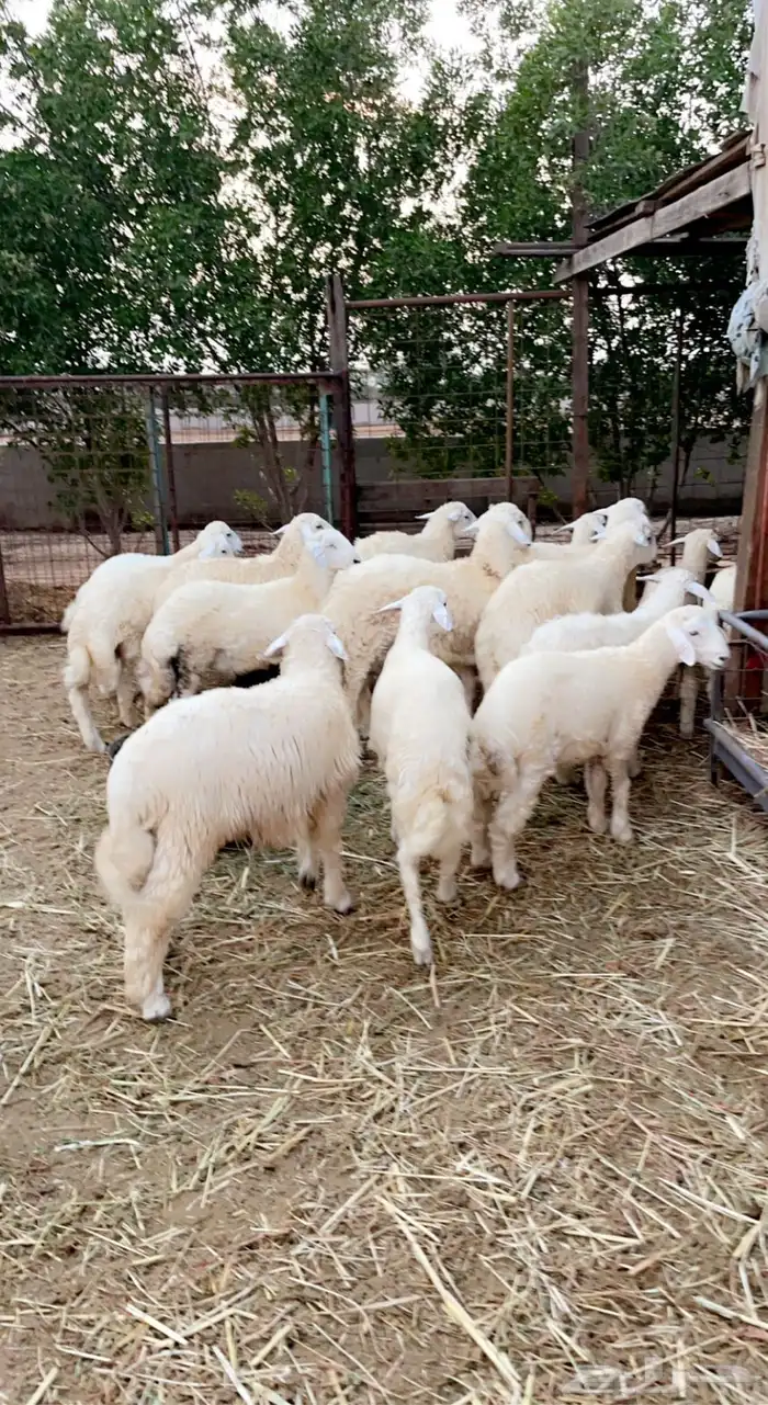 للبيع خرفان ضيوف وثلاجه حسب الطلب شمال جده مع توصيل 1