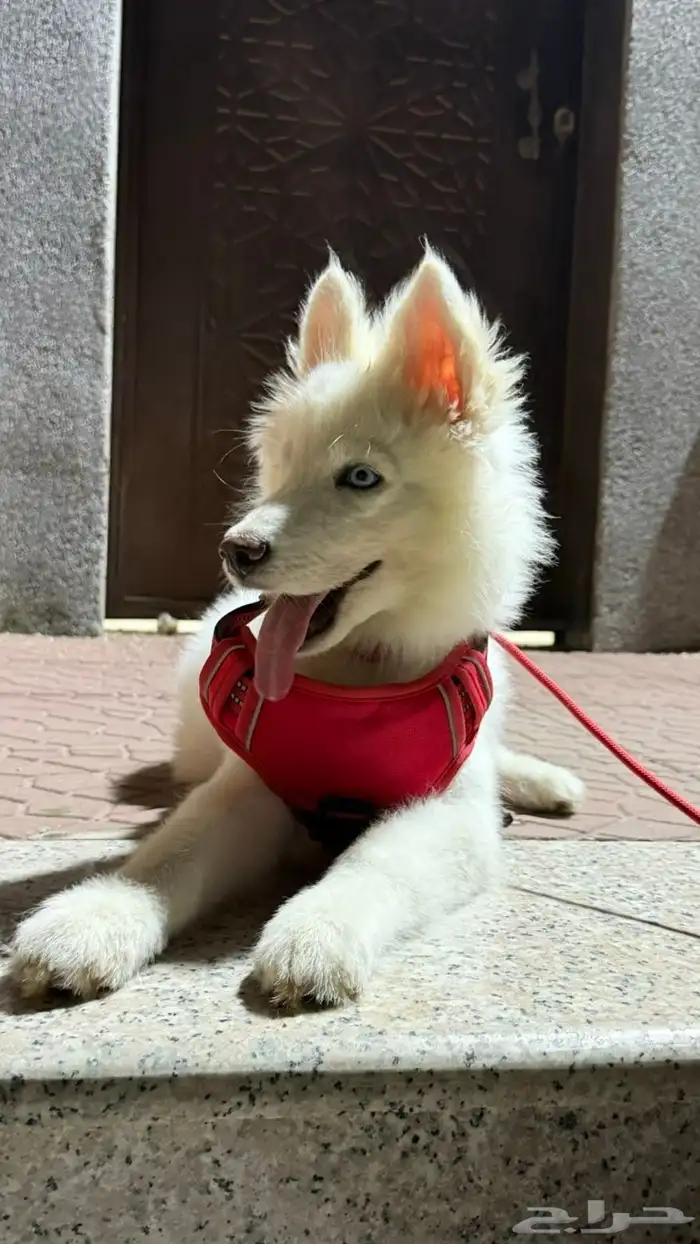 كلب هاسكي عمره 3 شهور 4 شهور اخذته 1400 قبل ثلاثه ايام 1