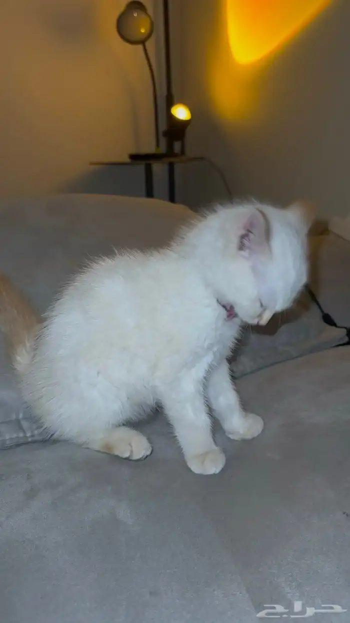 قط للتبني عاجل. 0