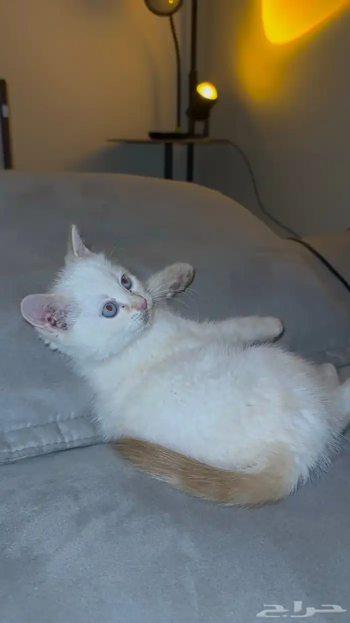 قط للتبني عاجل. 4