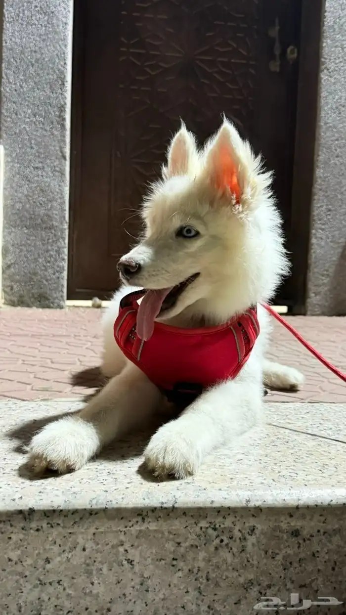 كلب هاسكي عمره 3 شهور 4 شهور اخذته 1400 قبل ثلاثه ايام 7