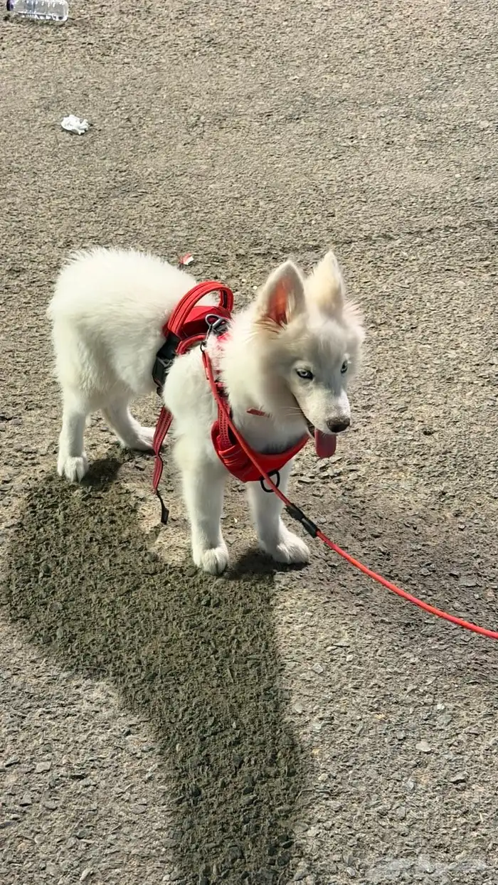 كلب هاسكي عمره 3 شهور 4 شهور اخذته 1400 قبل ثلاثه ايام 6