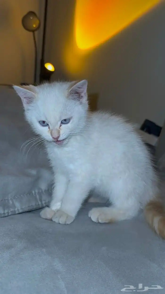 قط للتبني عاجل. 1