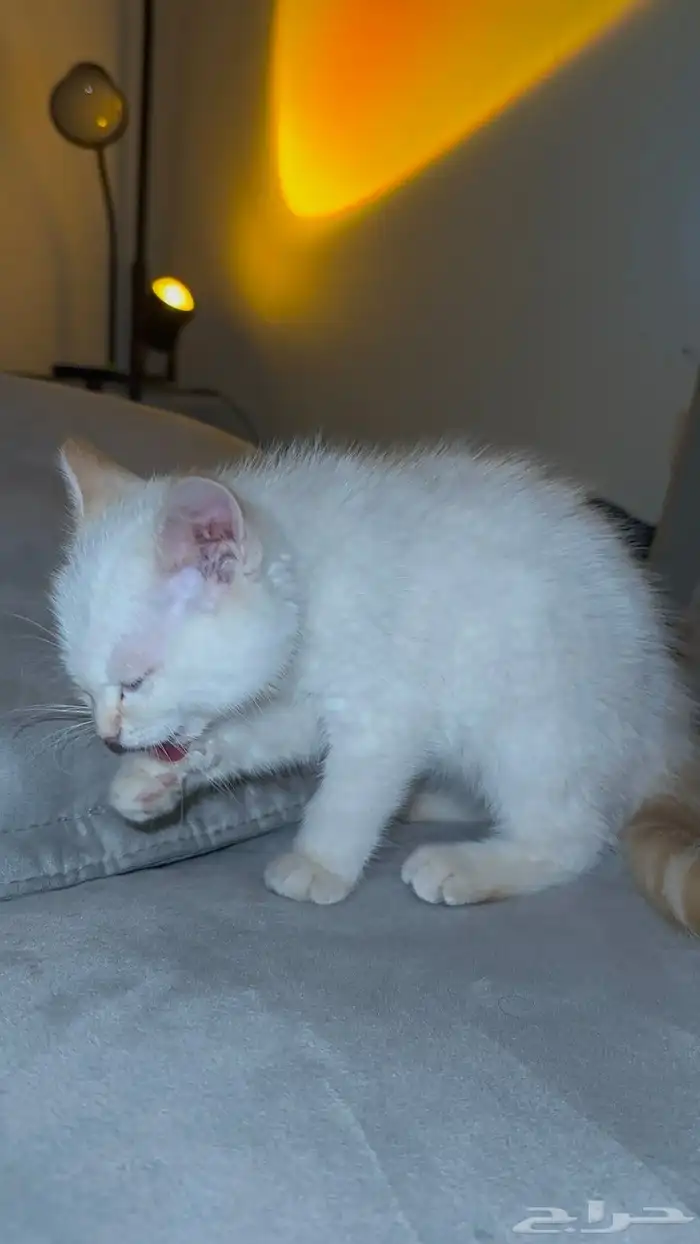 قط للتبني عاجل. 3