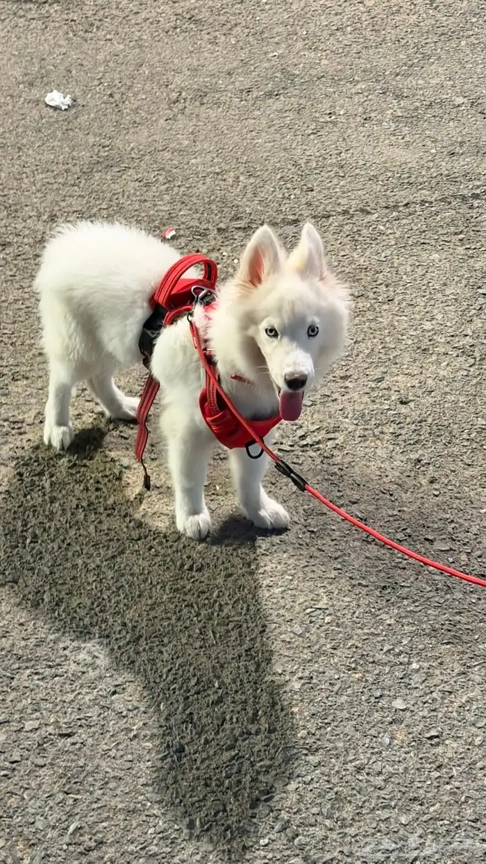 كلب هاسكي عمره 3 شهور 4 شهور اخذته 1400 قبل ثلاثه ايام 5