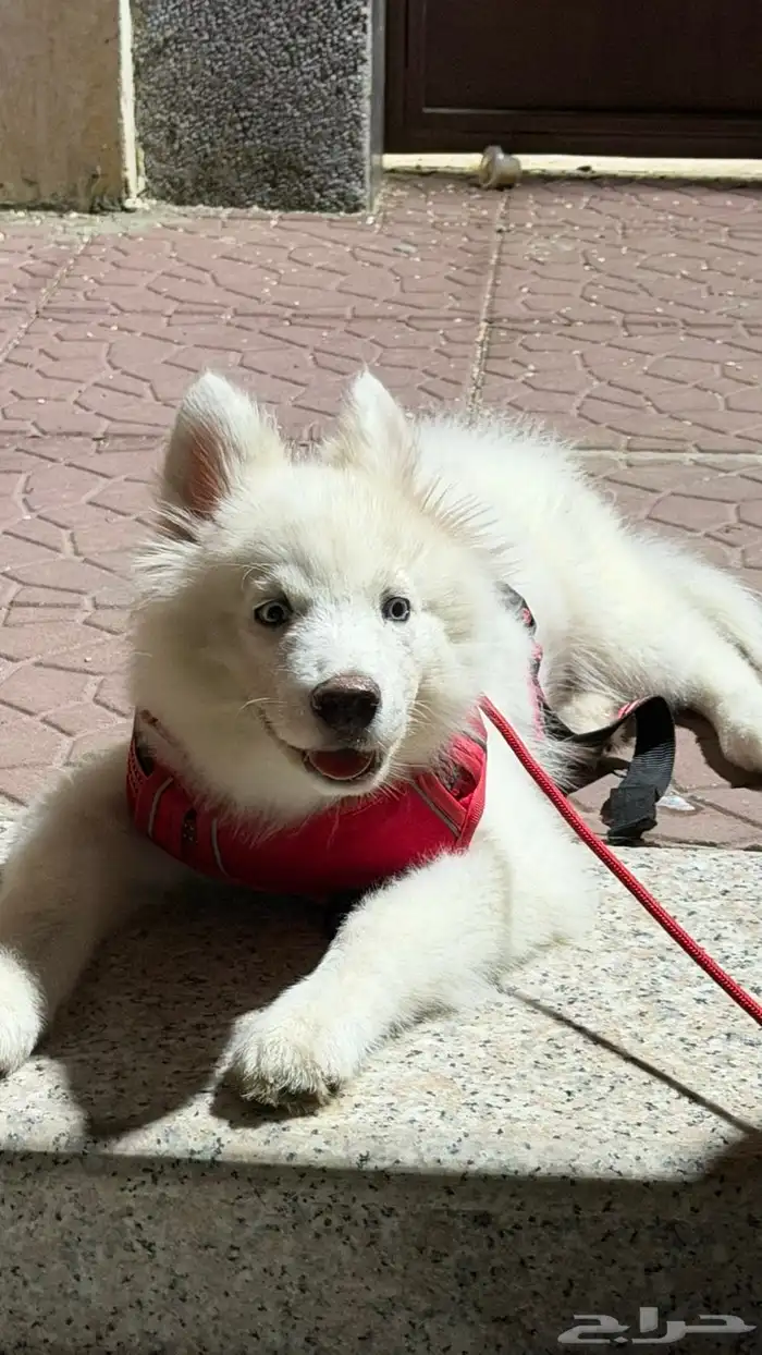 كلب هاسكي عمره 3 شهور 4 شهور اخذته 1400 قبل ثلاثه ايام 4