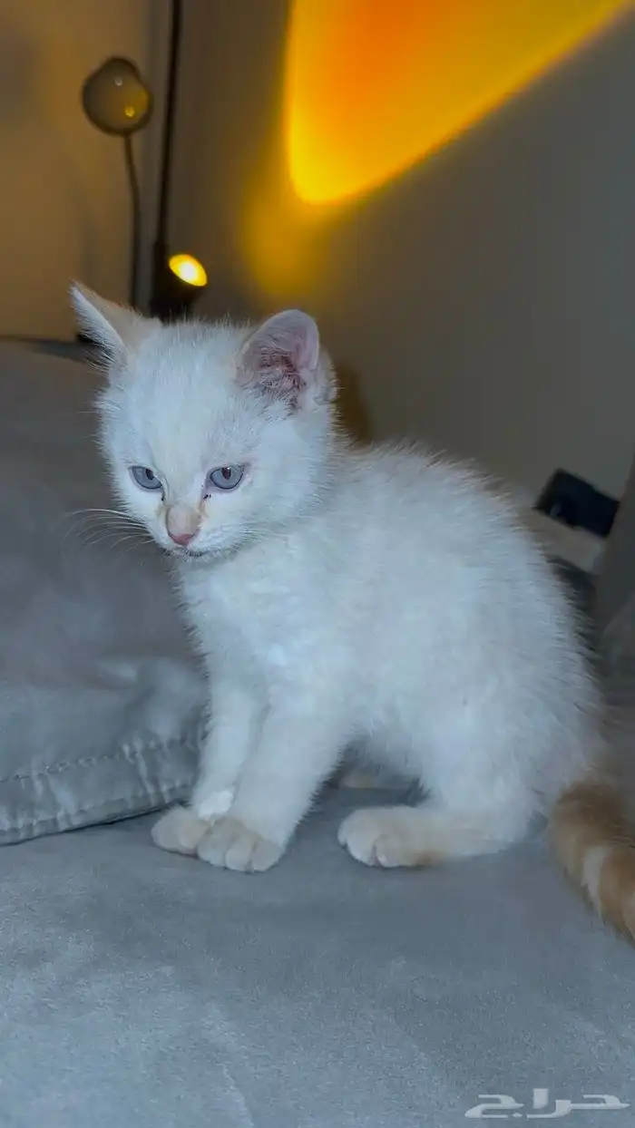 قط للتبني عاجل. 2