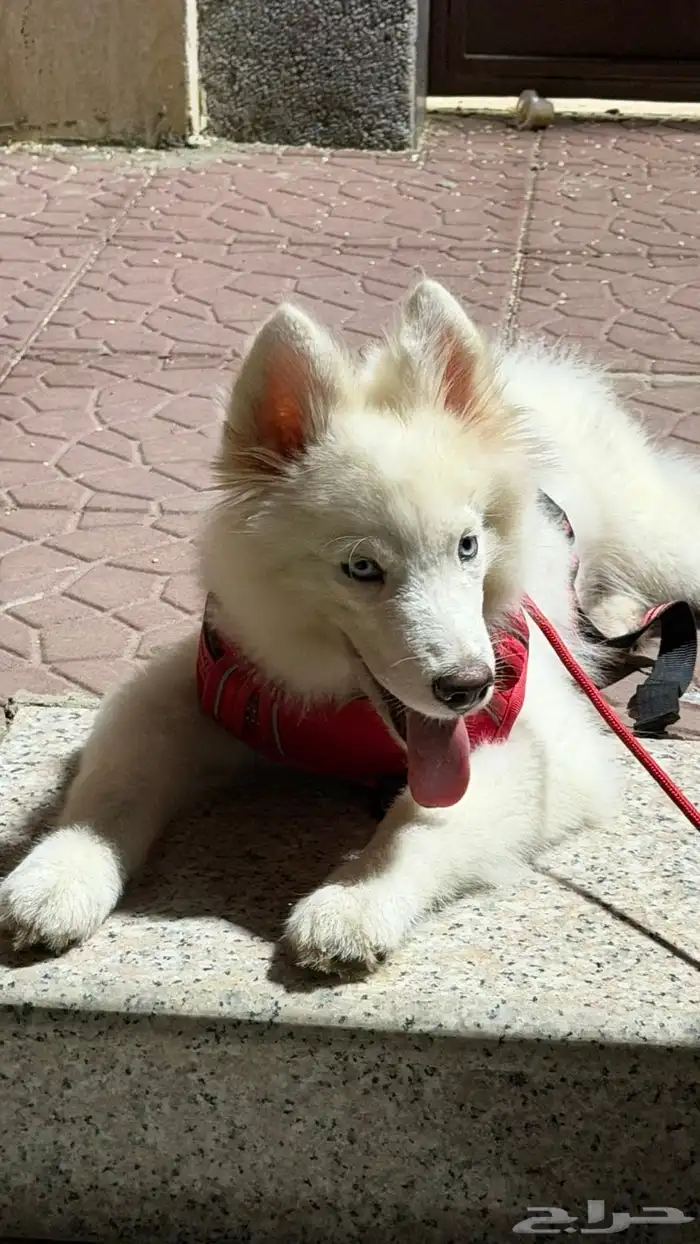 كلب هاسكي عمره 3 شهور 4 شهور اخذته 1400 قبل ثلاثه ايام 3