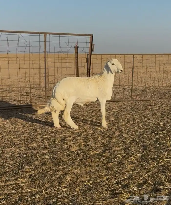 مشروع فحل حري صنف الصنف 5