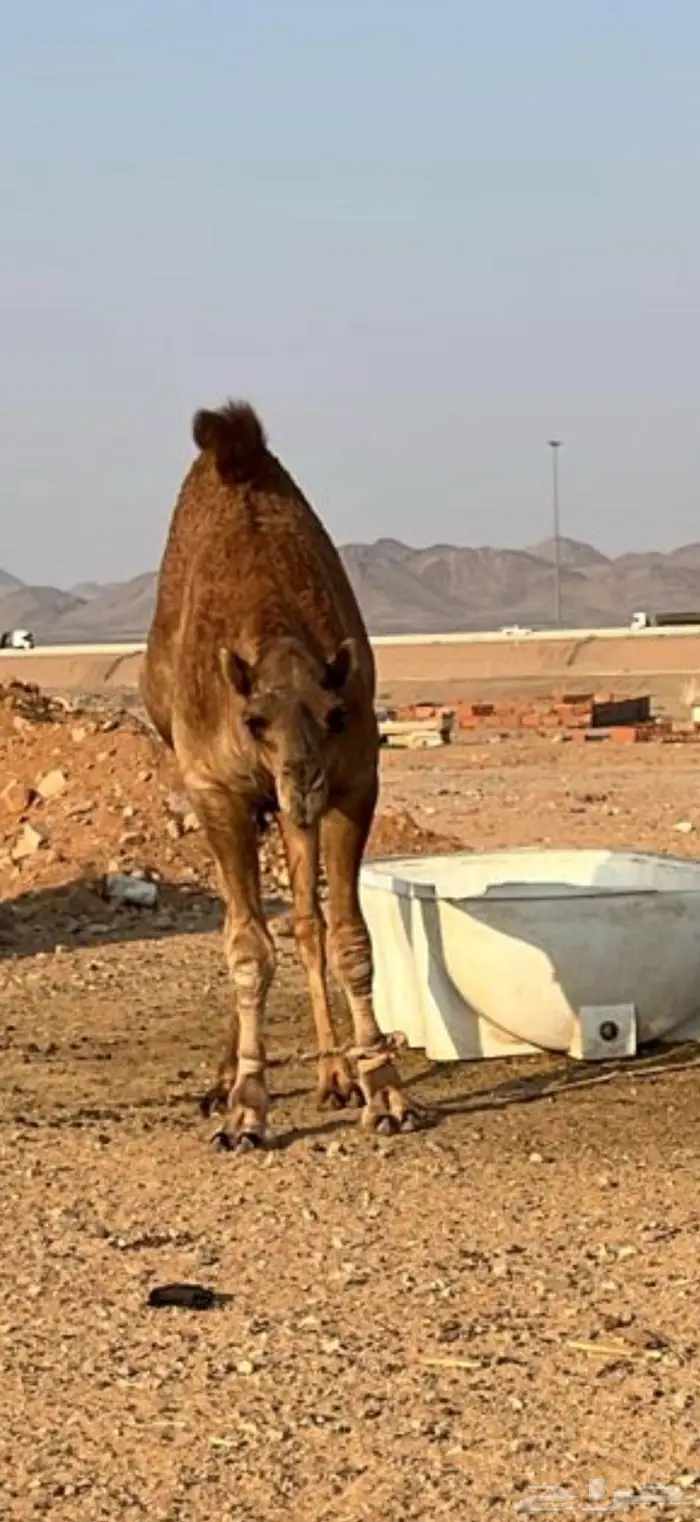 للبيع قعود فاخر 0