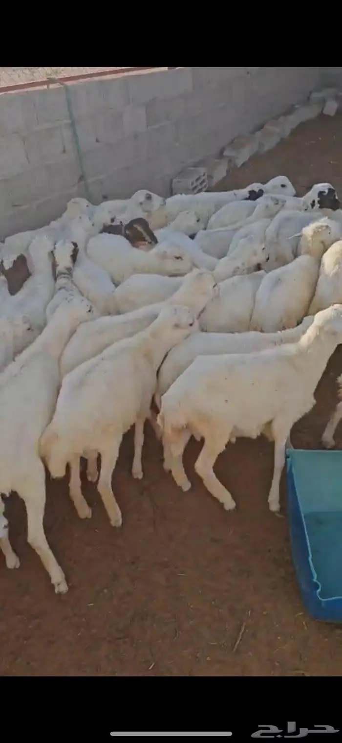 طليان رفيدي العدد 40 من 5 شهور الى 8 شهور 0