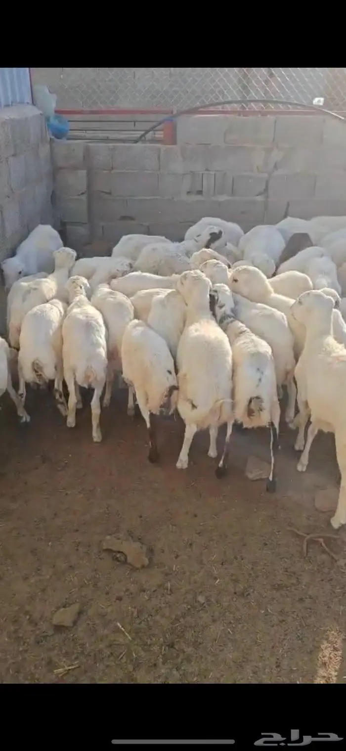 طليان رفيدي العدد 40 من 5 شهور الى 8 شهور 1