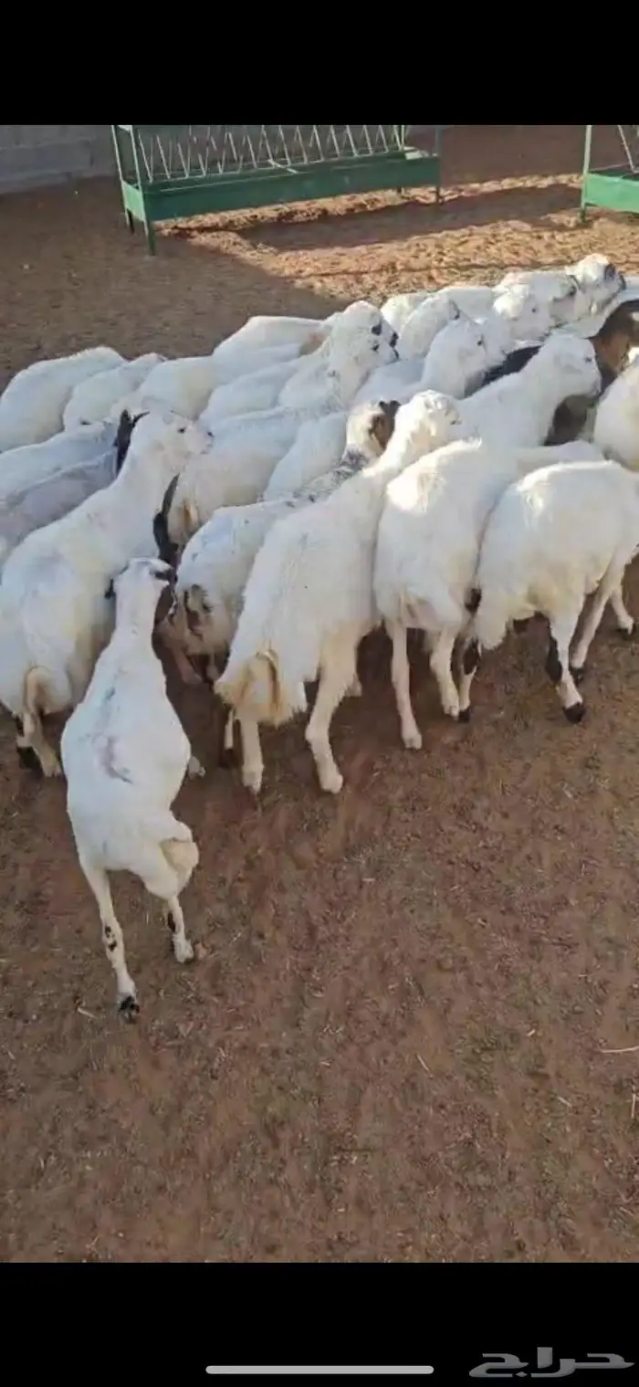 طليان رفيدي العدد 40 من 5 شهور الى 8 شهور 3