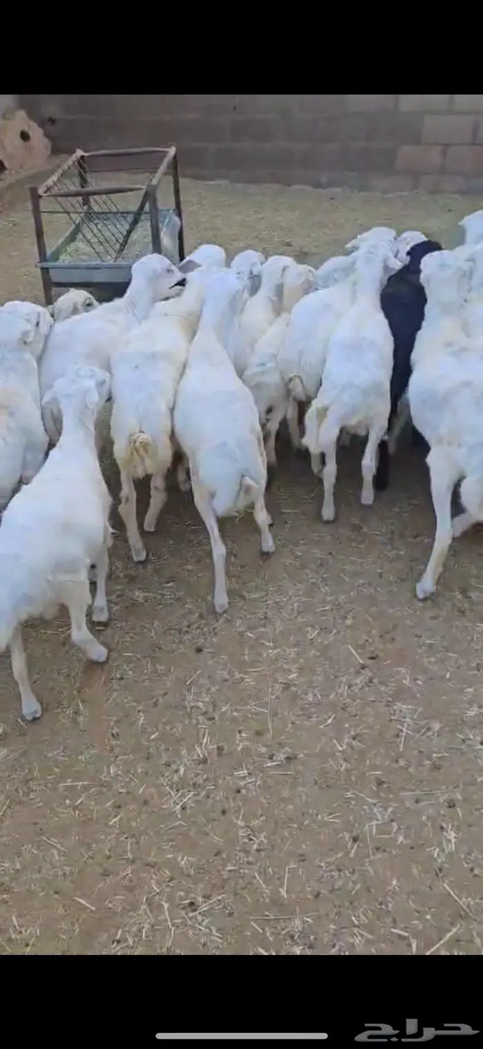 طليان رفيدي العدد 40 من 5 شهور الى 8 شهور 2