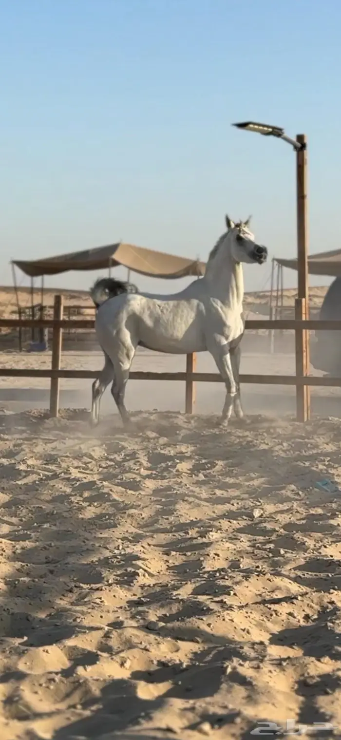 فرس فاخره للبيع 0